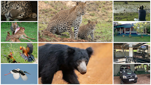 Wildlife Safari Sri Lanka place picture