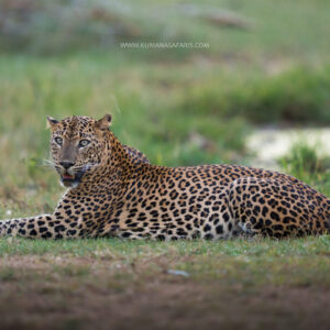 All Inclusive Full Day Safari