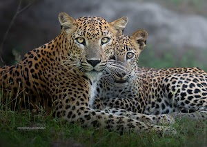 Kumana Safaris place picture